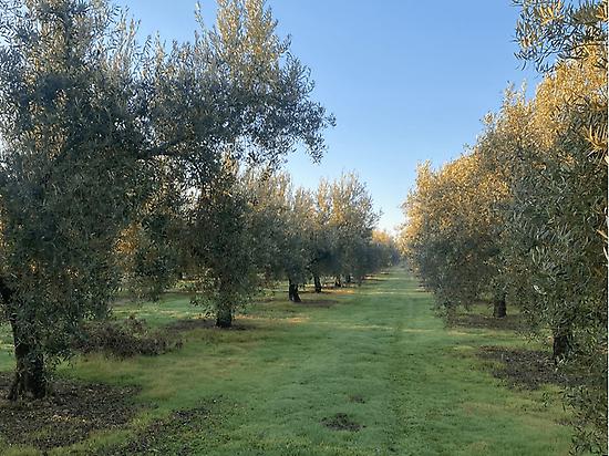 O-MED olive grove