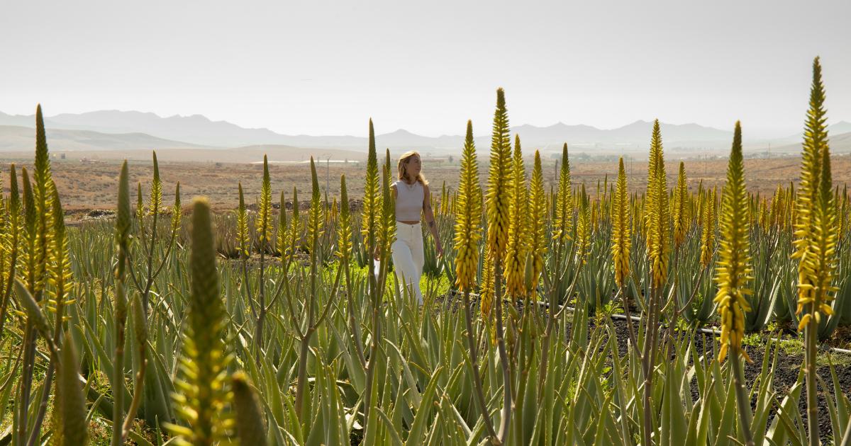 Visita fábrica de Aloe Vera 