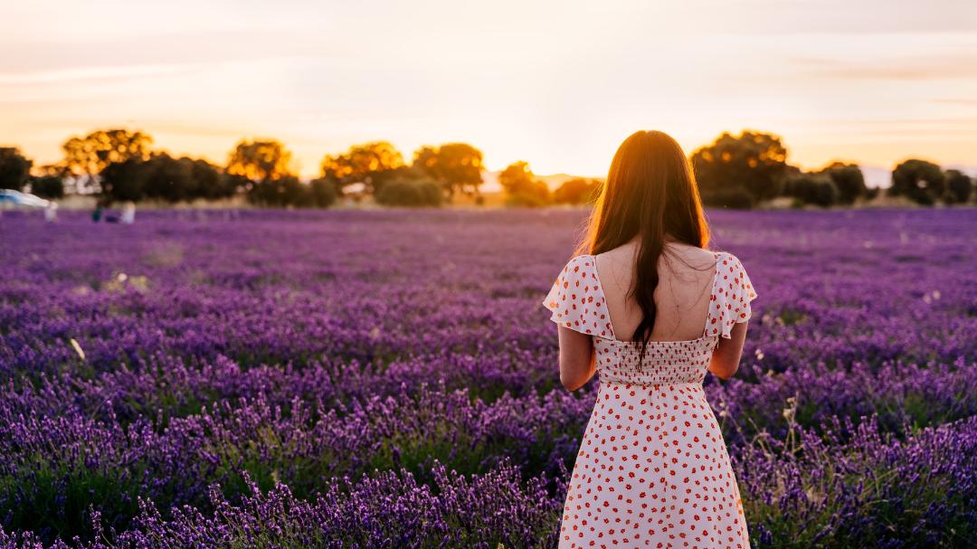 Sunset around lavender fields