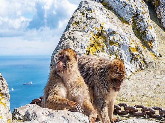 gibraltar monkeys