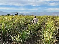 Plantación de caña de azúcar