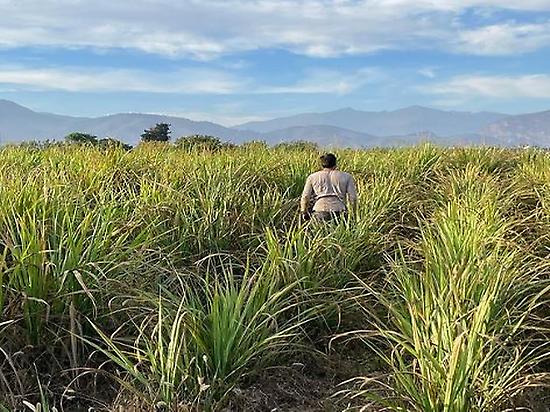 Sugar cane plantation