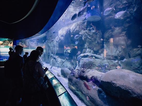 Oceanografico de Valencia pecera