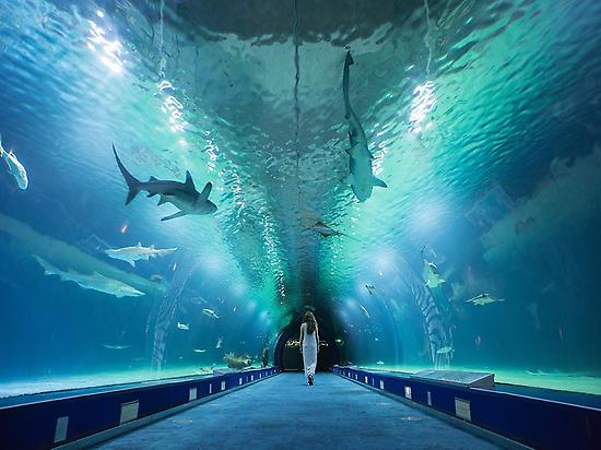 El Oceanográfico de Valencia