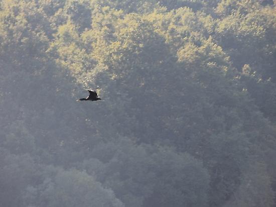 Birdwatching at Xurés - Gerês