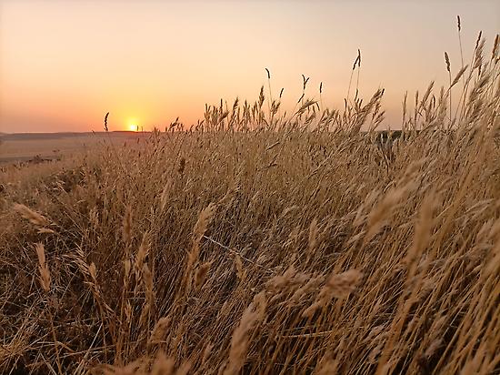 Fields of Castile August