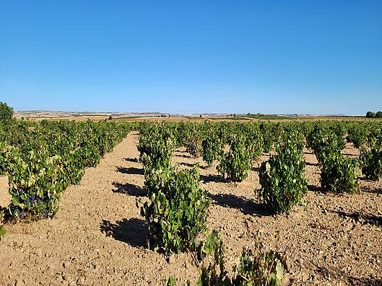 vinneyards in Toro