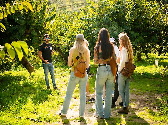 Mango plantation tour