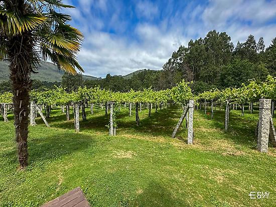 Os Areeiros Vineyards