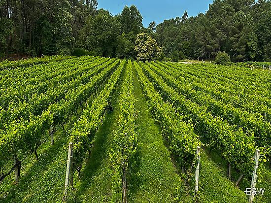 Adega Corisca Vineyards
