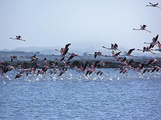 Flamingos flying