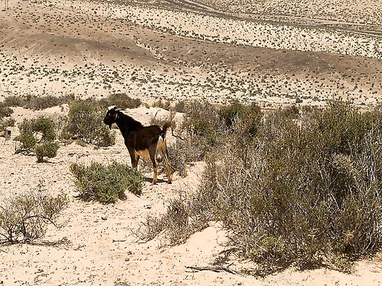 Parque Natural de Jandía