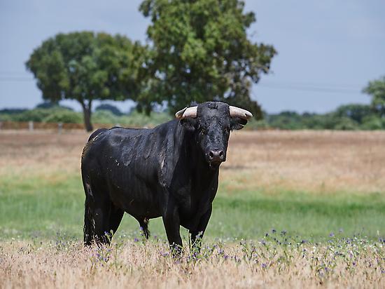 Fotogafía de Julián Barrera