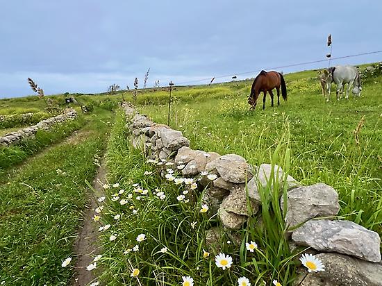 Traditional farm uses