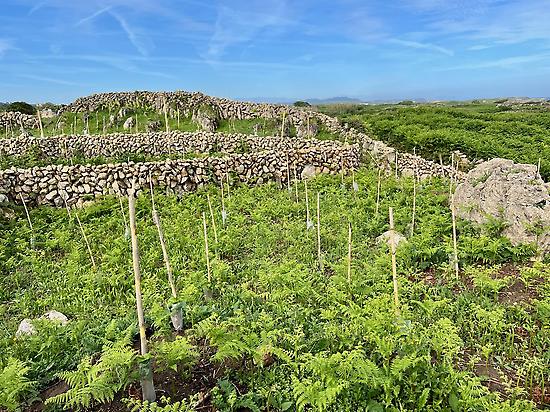 Recovered dry-stone walls