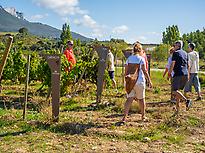 Viñedo experimental