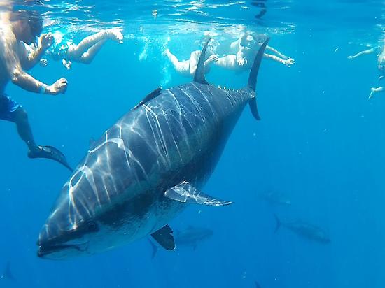 tuna tour