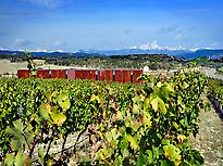 Winery visit 