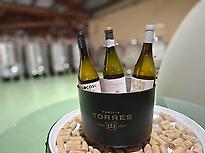 Vinos Rías Baixas de la Familia Torres