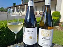 Familia Torres Rías Baixas wines