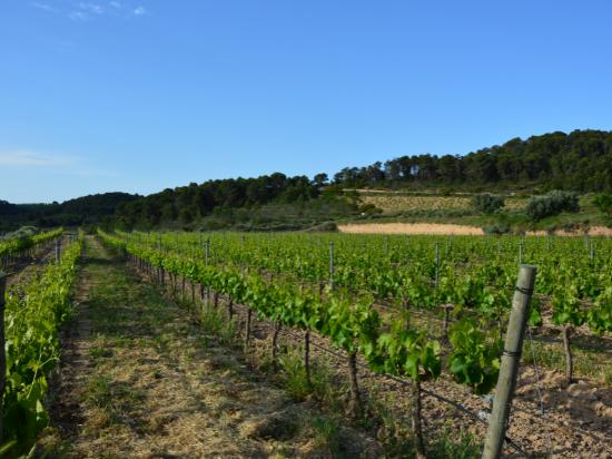 Bernavi winery