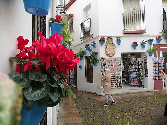 THE PATIOS OF CORDOBA
