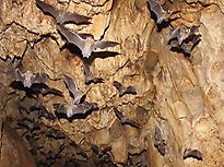 Bats cave.