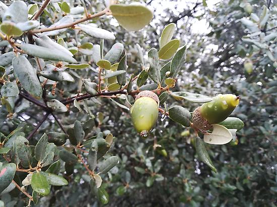 Bellotas (acorns), fruit of the oaks