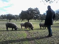 Ibérico pigs during the Montanera.  