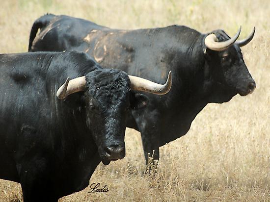 Bulls of the farm