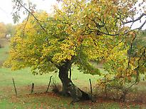 Practices Hatha Yoga in Nature Practices Hatha Yoga in Nature