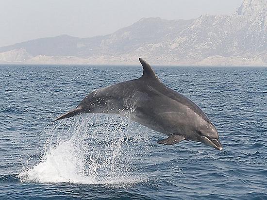 Delfin