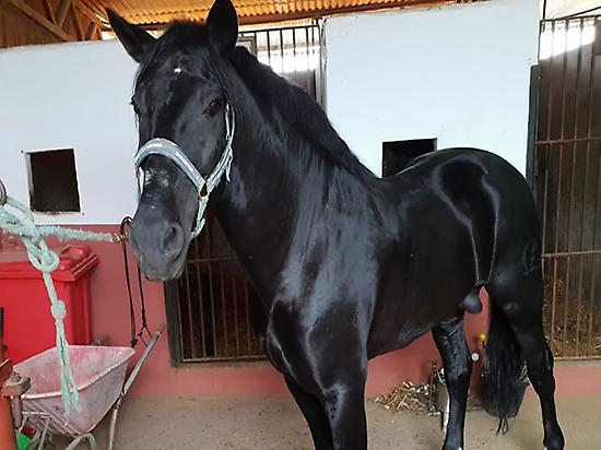Horse riding in Doñana