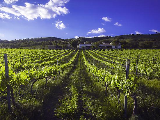 Vineyard