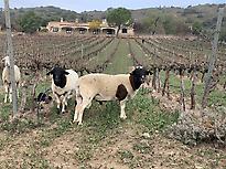 Our vineyard
