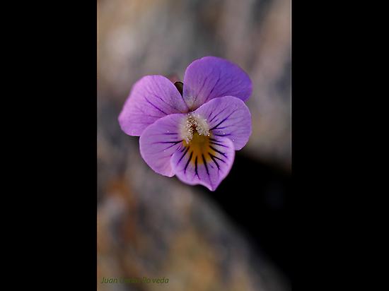 Viola crasiusscula