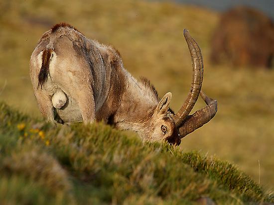 Iberian Ibex