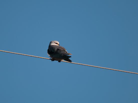 Black-shoulder kite