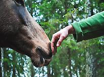 Sensory experience with horses