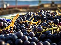 Visit Winery and wine tasting