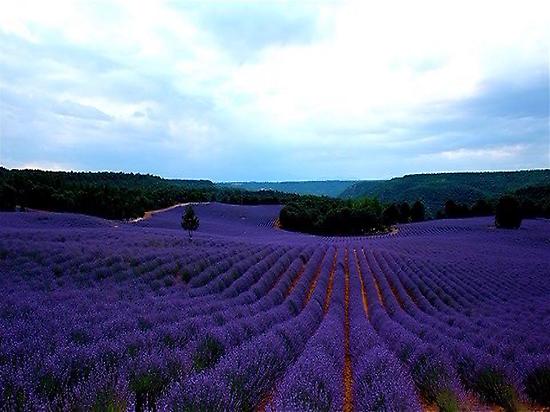 Lavender fields in Brihuega. La Alcarria