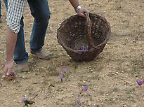 COLLECTION OF SAFFRON ON THE FIELD
