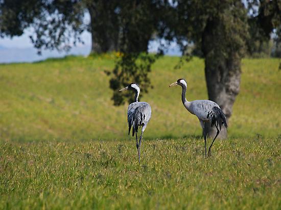 PAREJA DE GRULLAS EN EL VALLE DE TIÉTAR