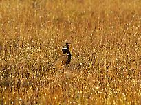 The extremely rare Little Bustard