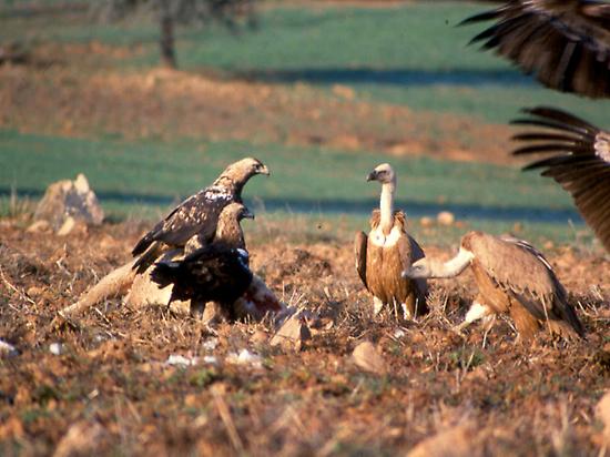 IMPERIAL EAGLES AND GRIFFON VULTURES