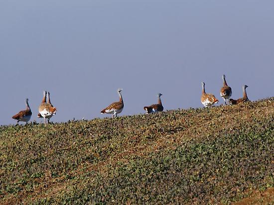 GREAT BUSTARDS BY THE STEPPE
