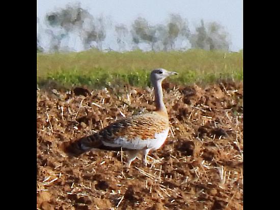 Great Bustard, the Queen of the Steppe