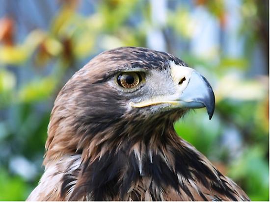 ENDANGERED IMPERIAL EAGLE