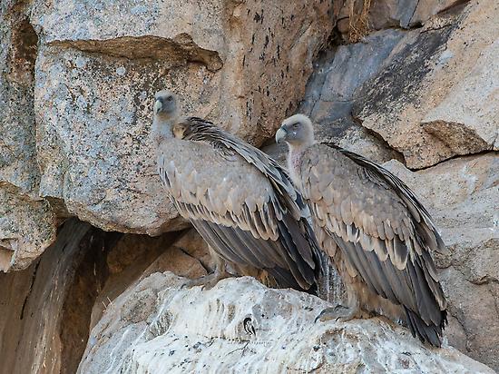 Griffon vultures
