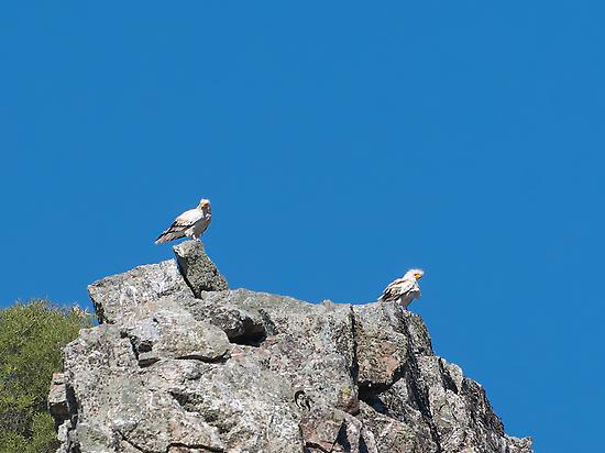 Egyptian Vultures
